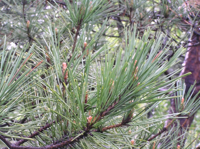 Изображение особи Pinus &times; funebris.