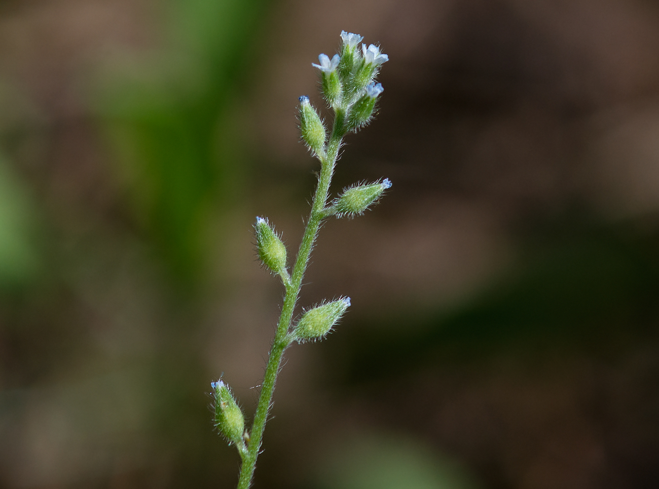 Image of Myosotis micrantha specimen.