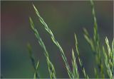 familia Poaceae. Соцветия. Московская обл., Раменский р-н, окр. дер. Хрипань, садовый участок. 29.05.2025.