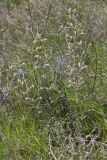 Silene viscosa
