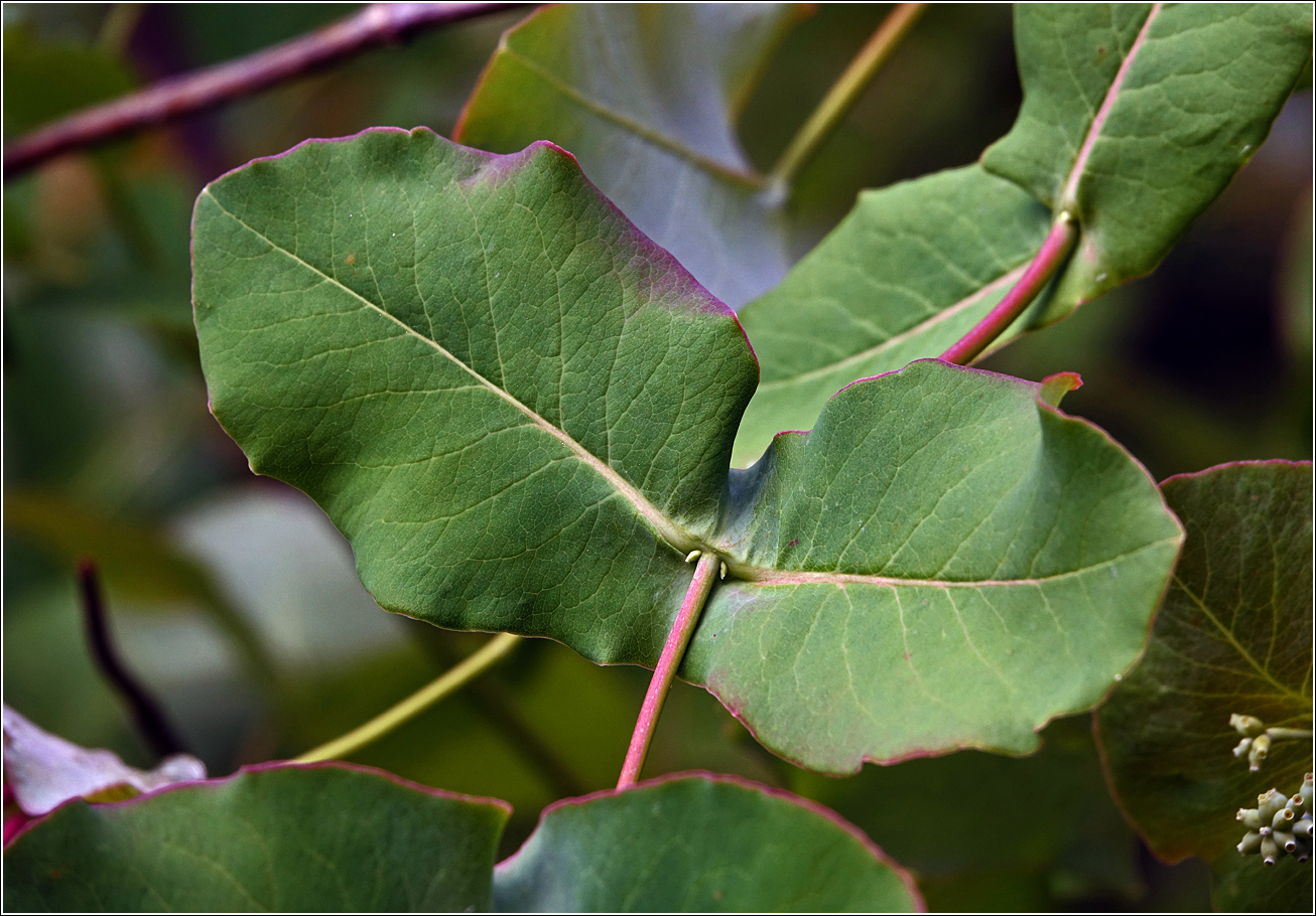 Image of Lonicera dioica specimen.