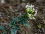 Origanum подвид viride