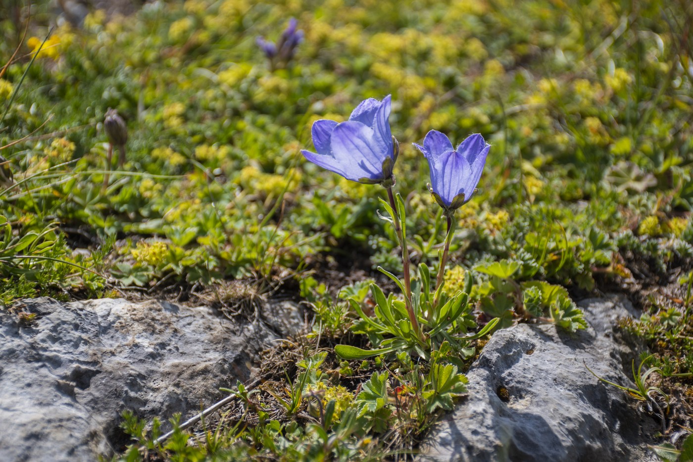 Image of Campanula tridentata specimen.