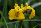 Iris pseudacorus. Цветок. Московская обл., Раменский р-н, окр. дер. Хрипань, садовый участок. 16.06.2025.