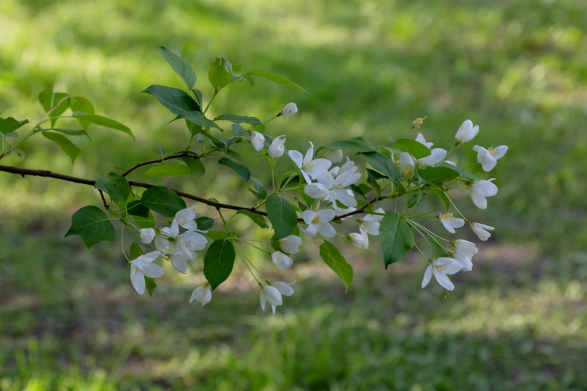 Image of Malus baccata specimen.