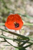 genus Papaver. Цветок. Турция, ил Ван, 4 км на ЮВ от дер. Айдынлар, залежь. 21 мая 2025 г.