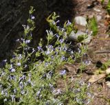 род Lophanthus