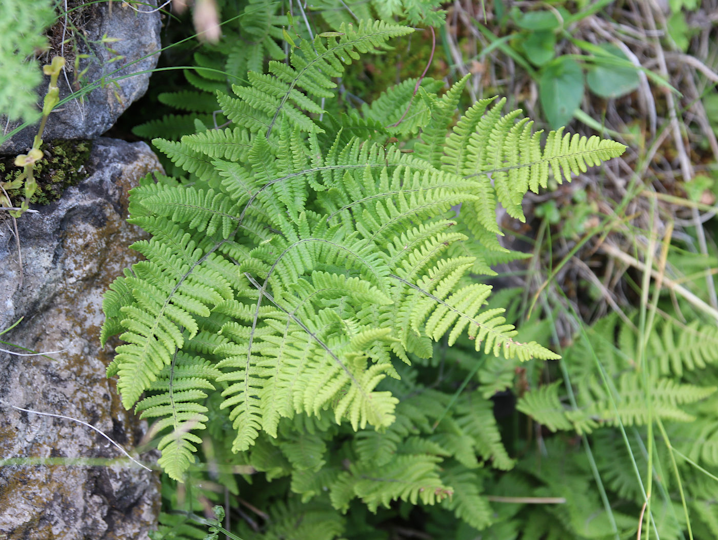 Image of Gymnocarpium robertianum specimen.