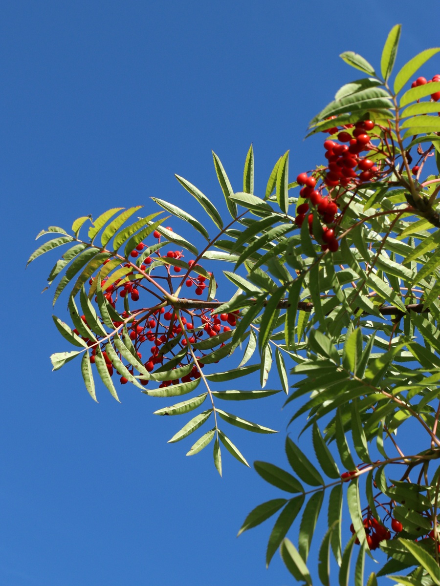 Изображение особи Sorbus commixta.