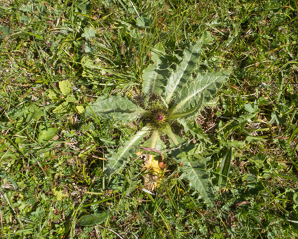 Image of Cirsium rhizocephalum specimen.