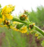 Agrimonia pilosa. Часть соцветия с незрелыми плодами. Читинская обл., Акшинский р-н, окр. пос. Курулга. 30.06.2004.