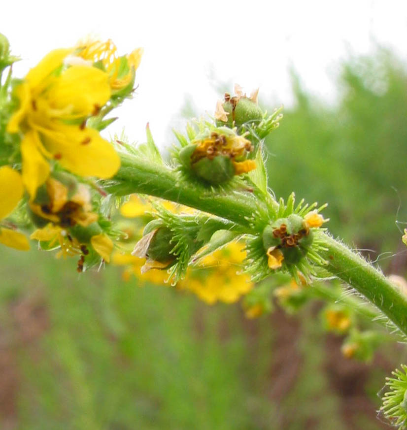 Изображение особи Agrimonia pilosa.