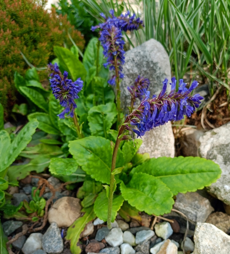 Изображение особи Wulfenia carinthiaca.