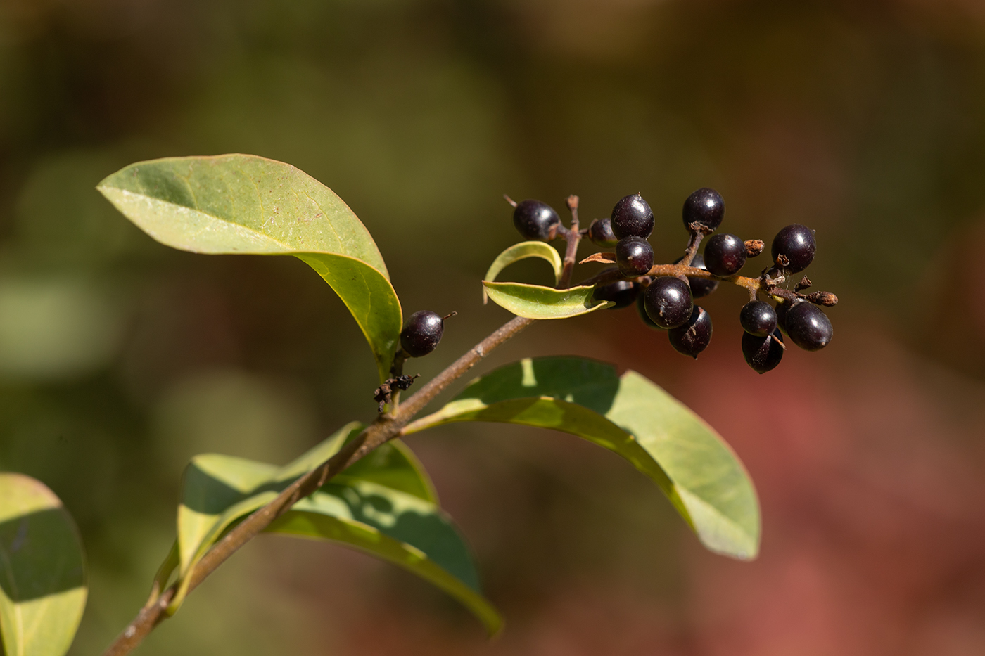 Изображение особи Ligustrum vulgare.