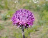 Jurinea arachnoidea. Соцветие-корзинка цветущего растения. Ульяновская обл., Мелекесский р-н, окр. с. Вишенка, дол. р. Бирля, участок ковыльно-разнотравной степи на склоне. 31.05.2524.