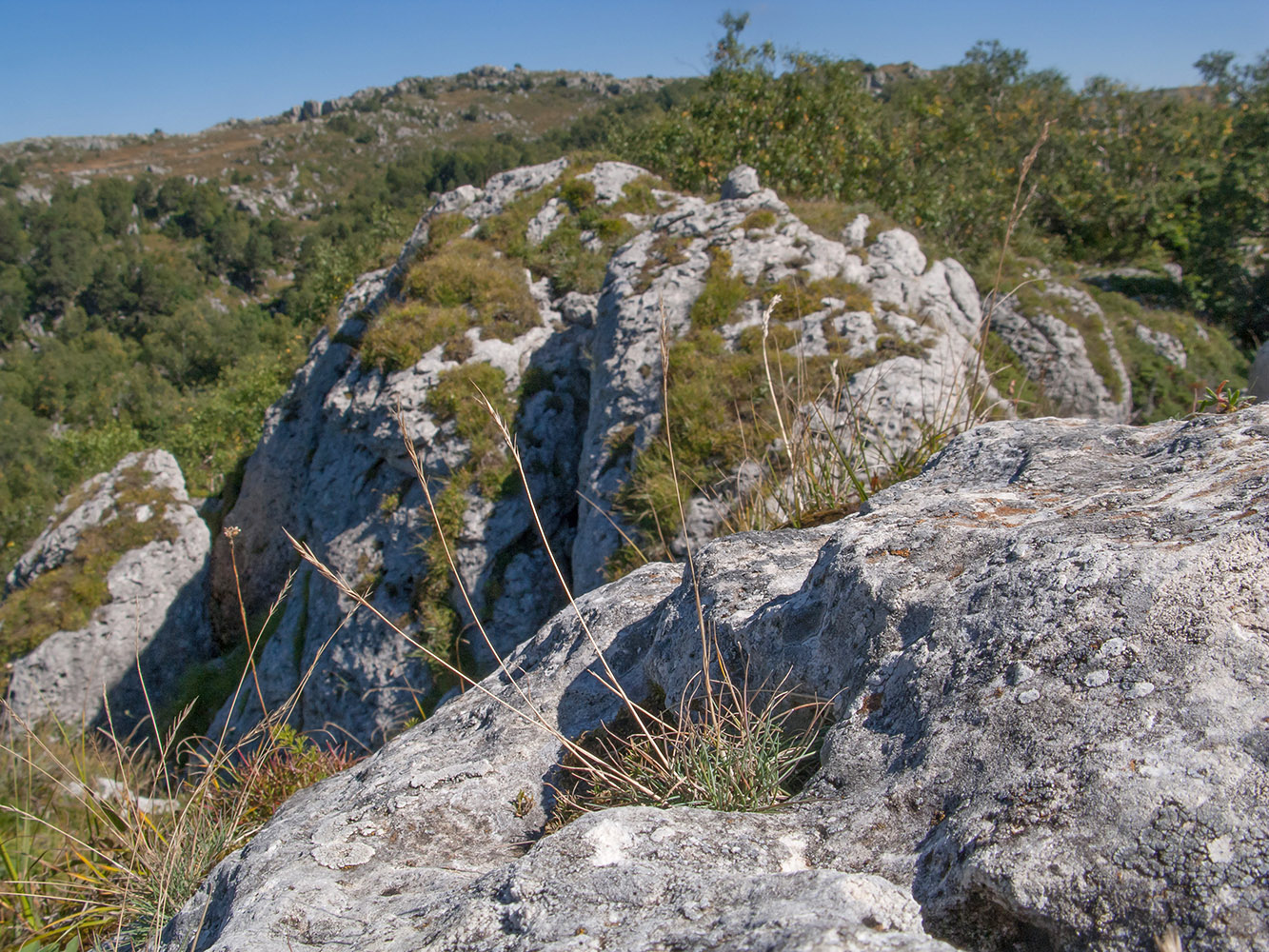 Изображение особи род Festuca.