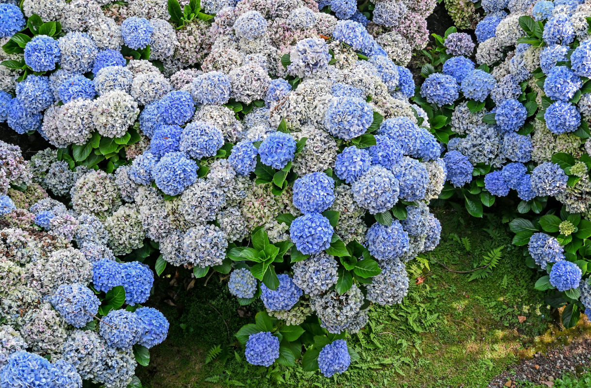 Изображение особи Hydrangea macrophylla.