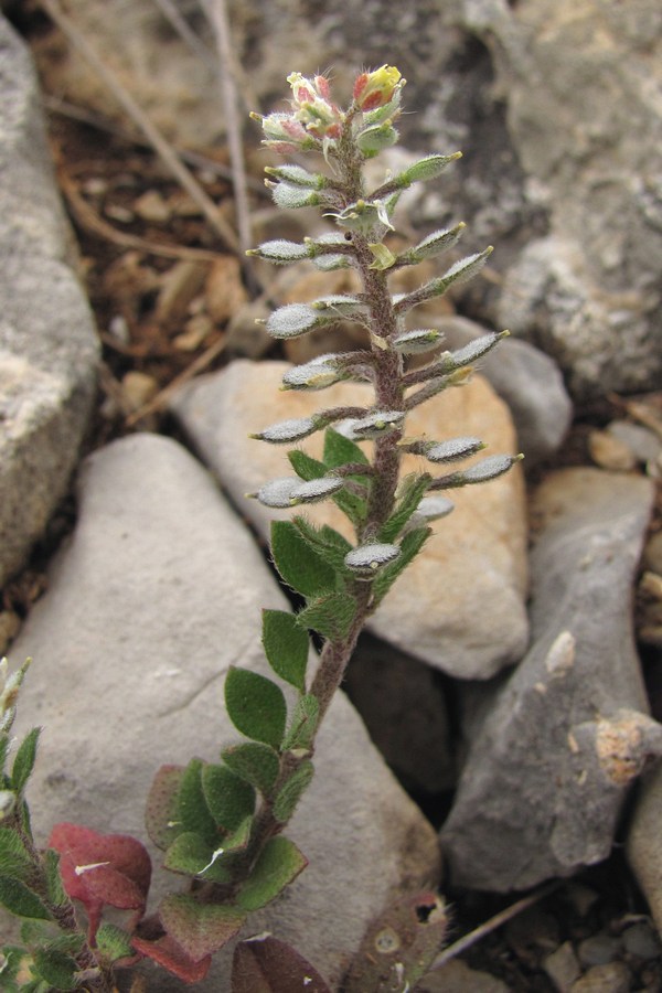 Изображение особи Alyssum simplex.