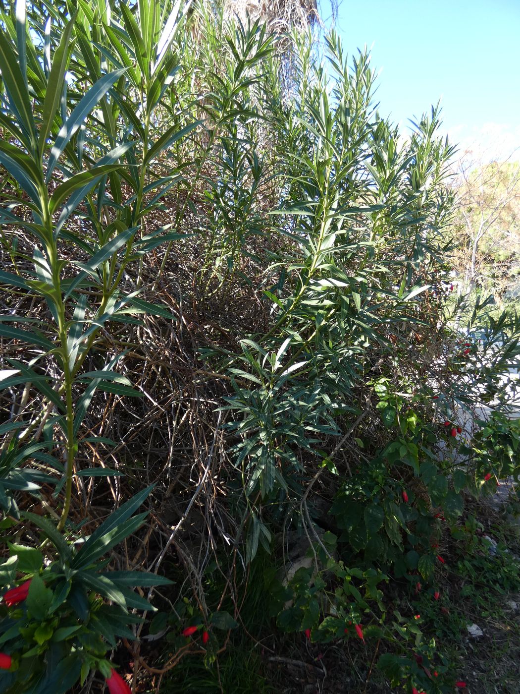 Изображение особи Nerium oleander.