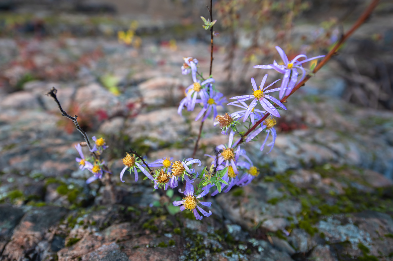 Image of Aster tataricus specimen.