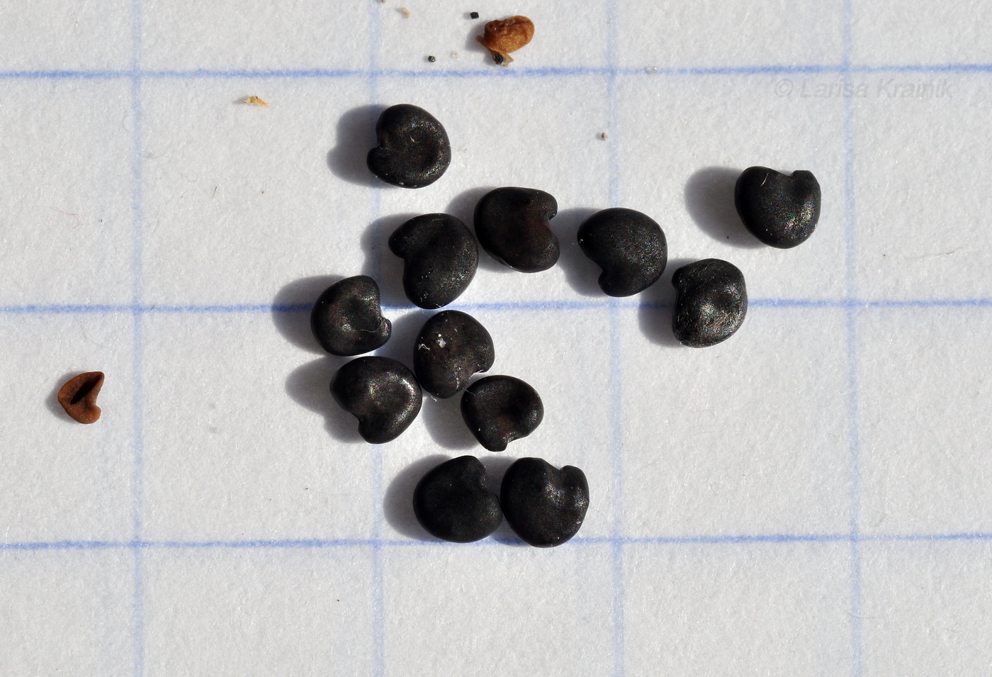 Image of Oxytropis revoluta specimen.