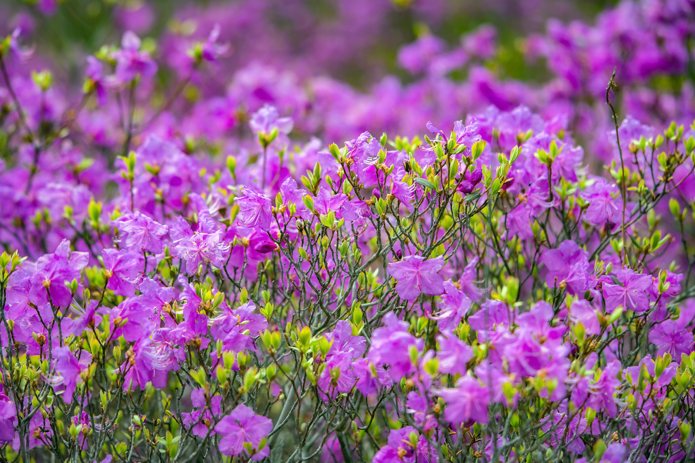 Image of Rhododendron mucronulatum specimen.