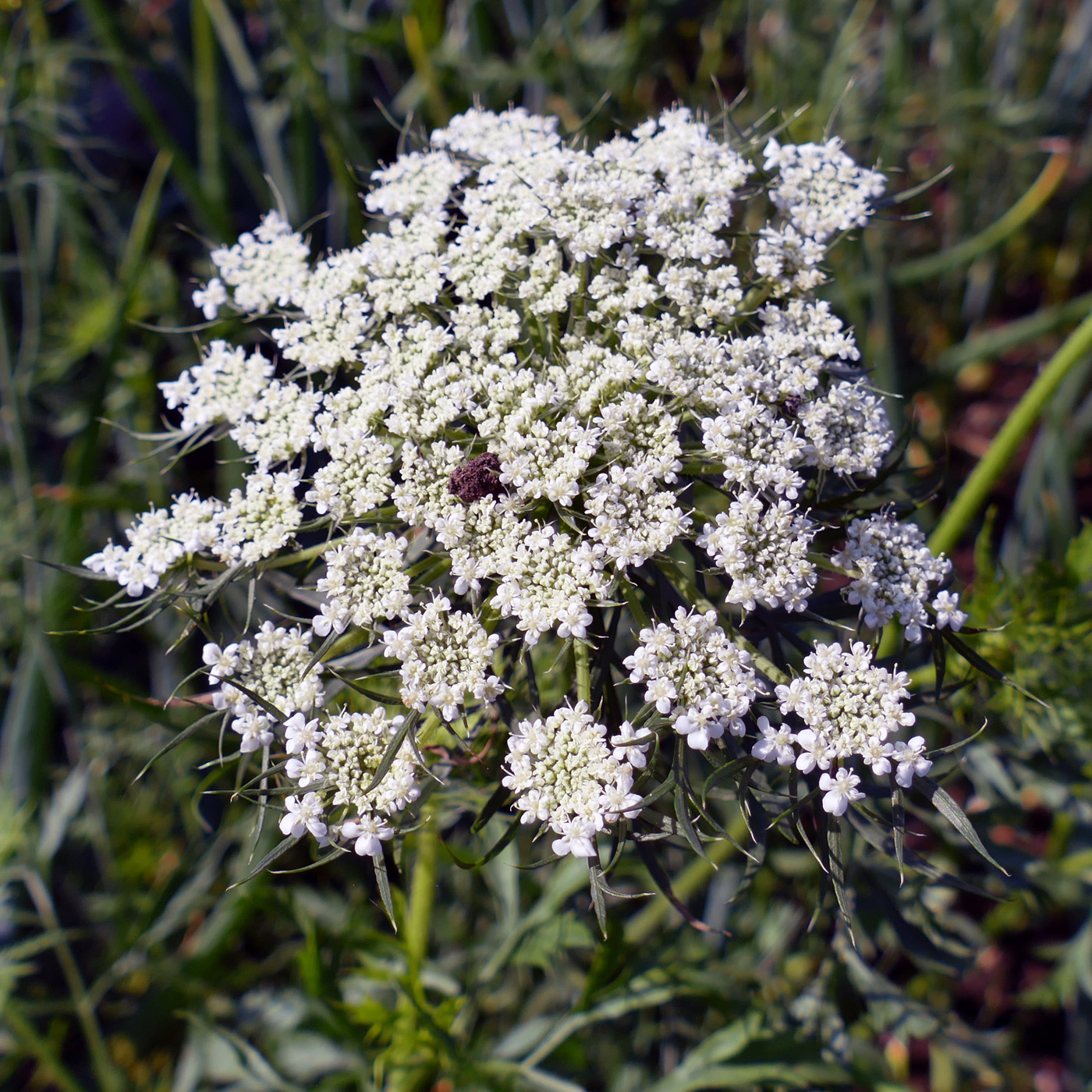 Image of Daucus sativus specimen.