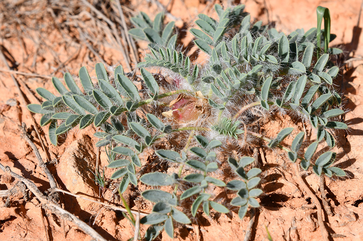 Изображение особи род Astragalus.