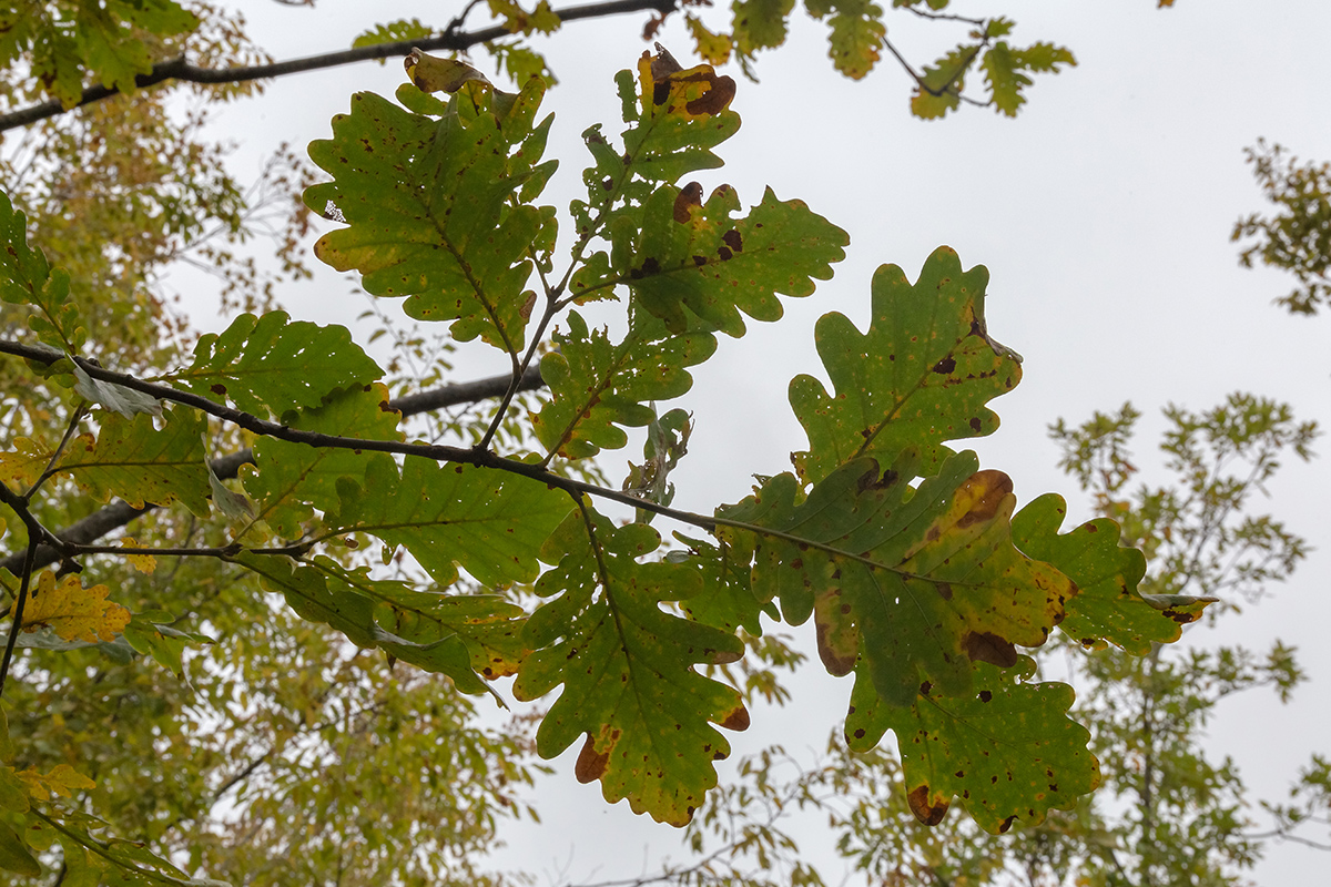 Image of genus Quercus specimen.