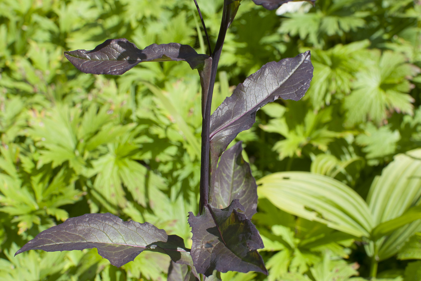 Изображение особи Saussurea parviflora.