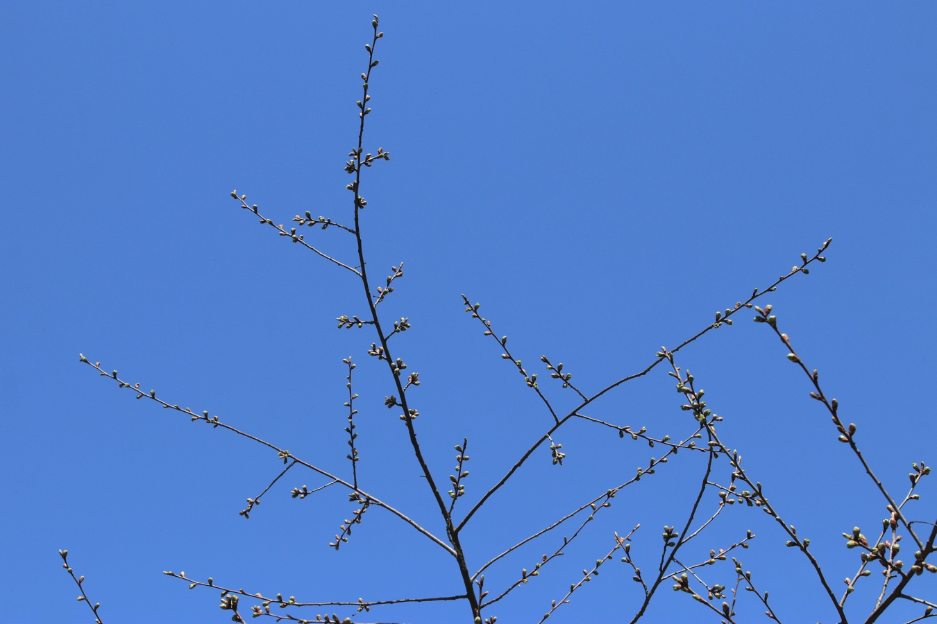 Изображение особи Cerasus vulgaris.