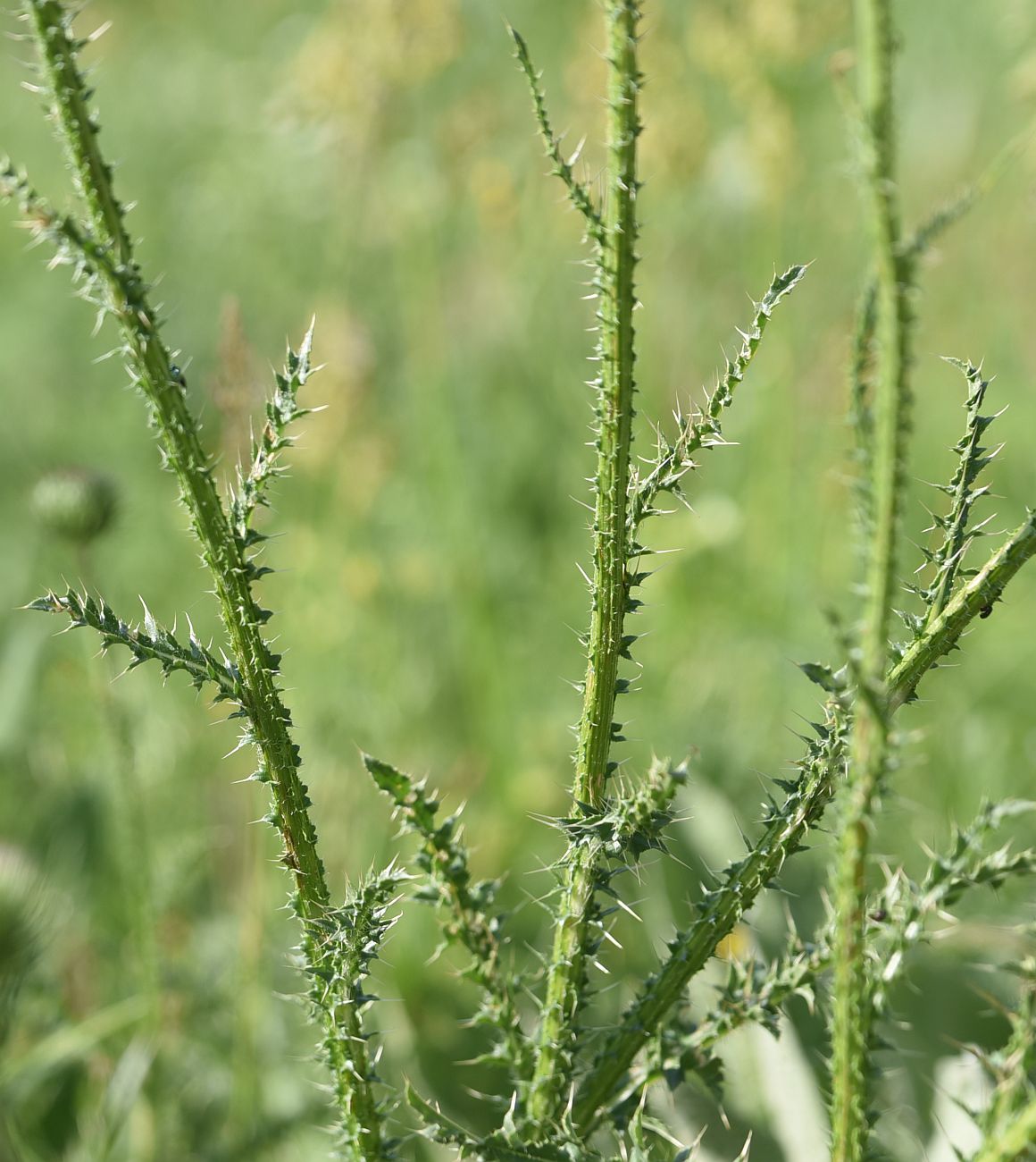 Изображение особи род Carduus.