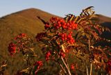 Sorbus amurensis. Верхушки ветвей с соплодиями. Южное Приморье, Сихотэ-Алинь, Лазовский заповедник, хр. Заповедный. 28.09.2008.