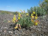 genus Oxytropis. Цветущее растение. Казахстан, Восточно-Казахстанская обл, Зайсанский р-н; Саур-Тарбагатай, сев. макросклон вост. части хр. Манрак, пер. Шиликты, ≈ 800 м н.у.м., временный дождевой водоток. 12 мая 2026 г.