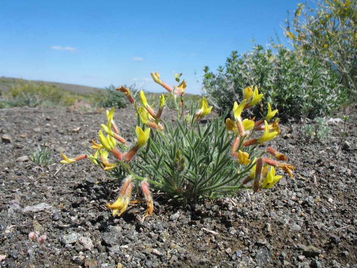 Image of genus Oxytropis specimen.