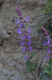 unknown species. Соцветие. Грузия, край Самцхе-Джавахети, Ахалцихский муниципалитет, левый борт р. Цинубанисцкали, 300 м от горячего источника Цинубани, крутой склон. 9 июня 2026 г.