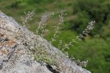 Micromeria serpyllifolia