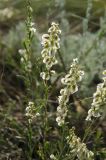 Atraphaxis frutescens. Верхушки цветущих и плодоносящих побегов. Оренбургская обл., Кувандыкский муниципальный округ, северная оконечность Долгих гор, степной склон. 10 июня 2025 г.