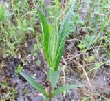 Stachys palustris