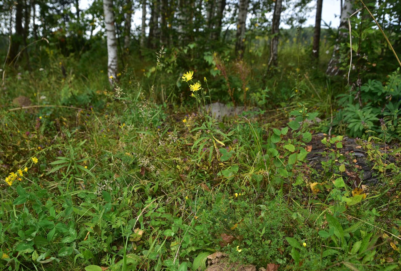 Image of Unknown species specimen.