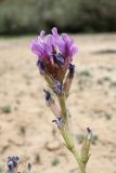 Oxytropis chiliophylla. Соцветие с цветущими и отцветшими цветками. Таджикистан, Горно-Бадахшанская автономная обл., Мургабский р-н, дол. р. Карасу, ≈ 3630 м н.у.м., глинистый субстрат в пойме. 6 июля 2026 г.