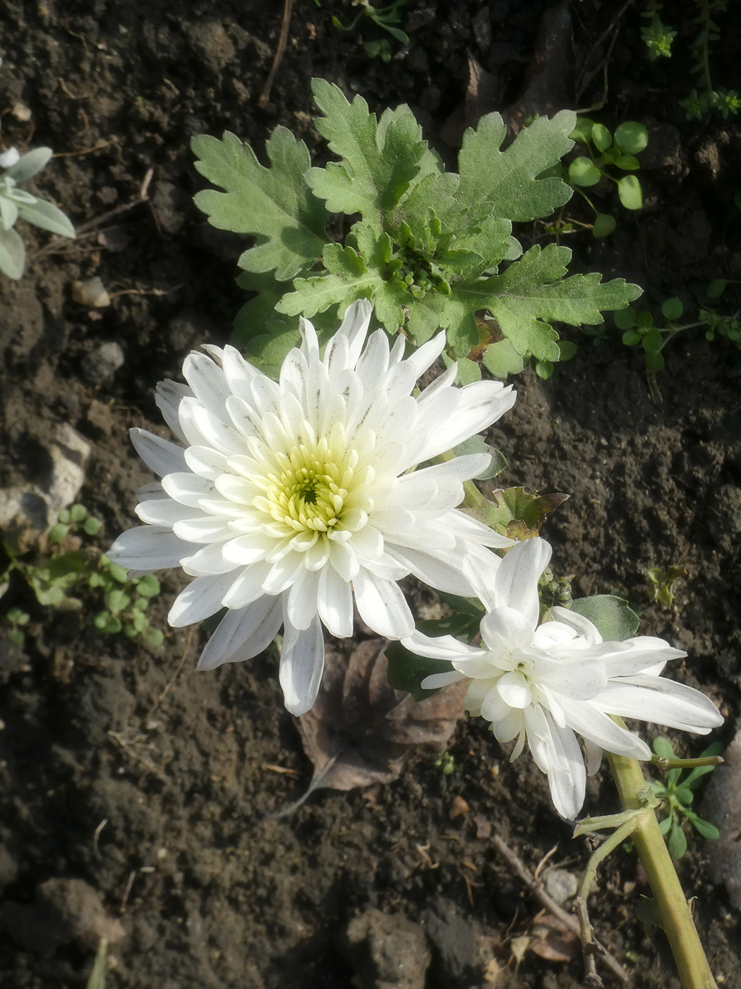 Image of Chrysanthemum indicum specimen.