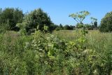 Heracleum sosnowskyi. Цветущие и плодоносящие растения. Беларусь, Витебская обл., пос. Езерище у коровников, край забурьяненного суходольного луга рядом с пустырём. 18.07.2026.