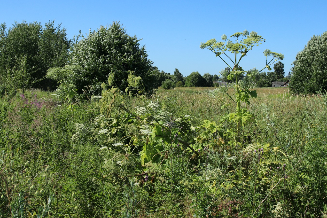 Image of Heracleum sosnowskyi specimen.