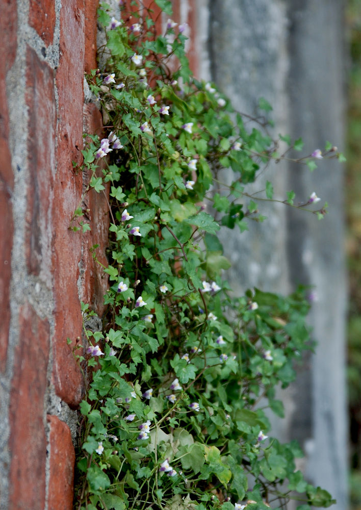 Image of Cymbalaria muralis specimen.