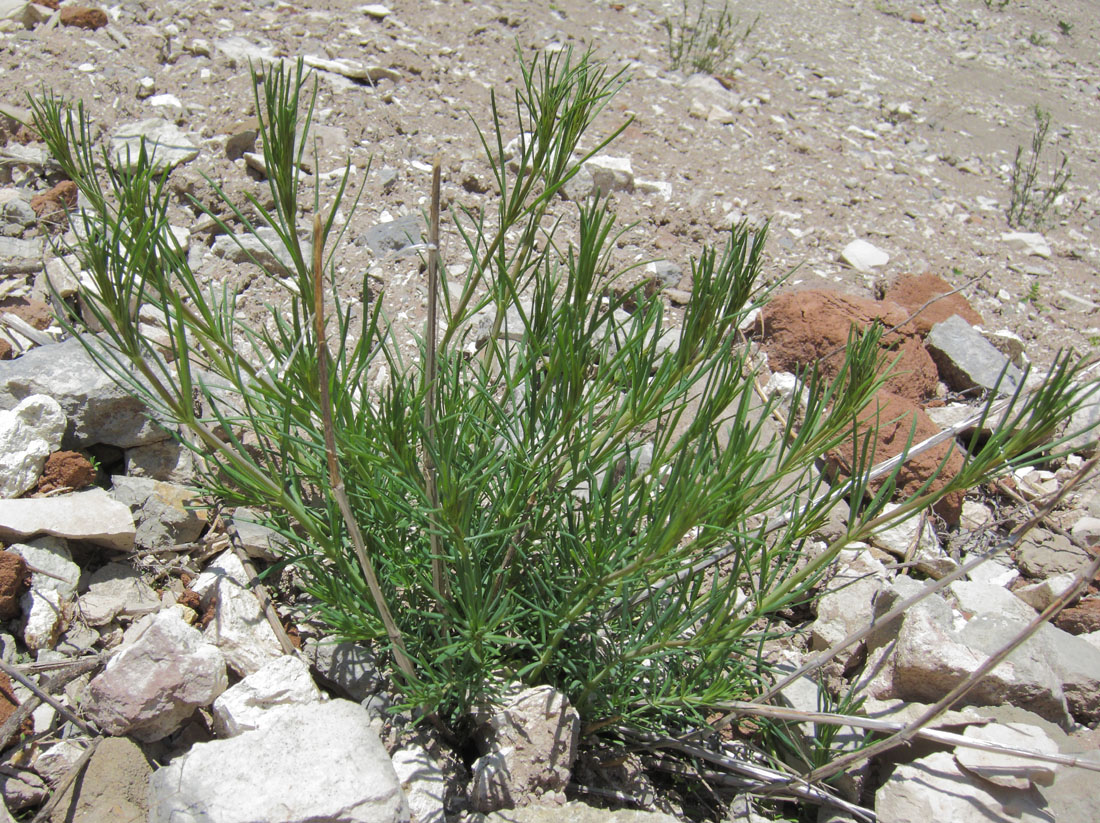 Image of Galium verum specimen.