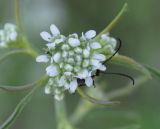 Image of taxon representative. Author is Роланд Цандекидис