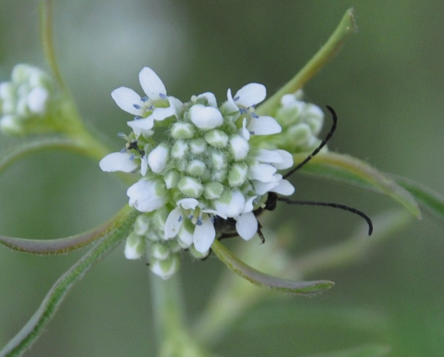 Изображение особи Lepidium sativum.