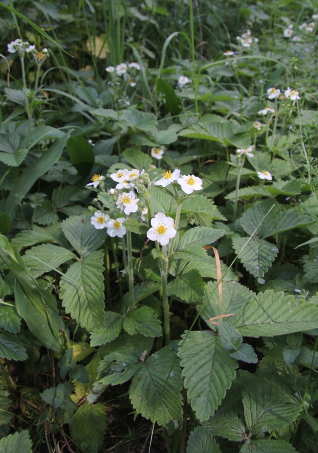 Изображение особи Fragaria moschata.