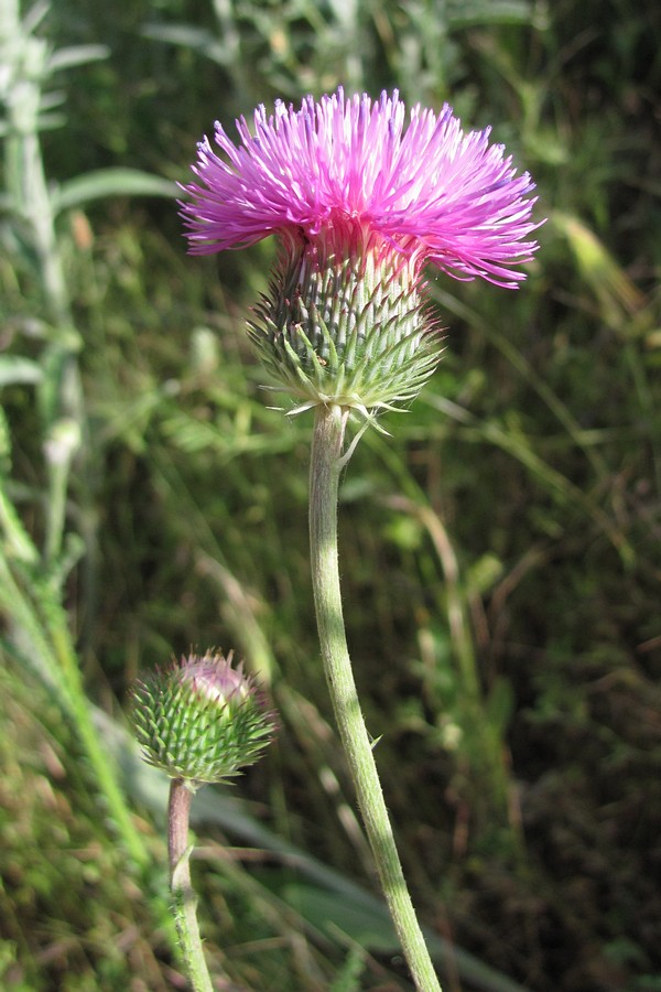 Image of Carduus hamulosus specimen.
